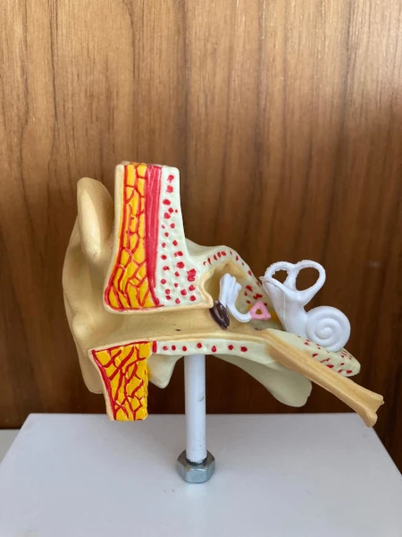 Doutora Gisela Tanno, médica otorrino, sorrindo para foto em seu moderno consultório.